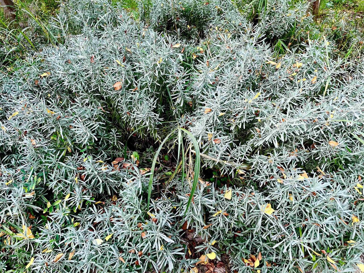 medicinal plants