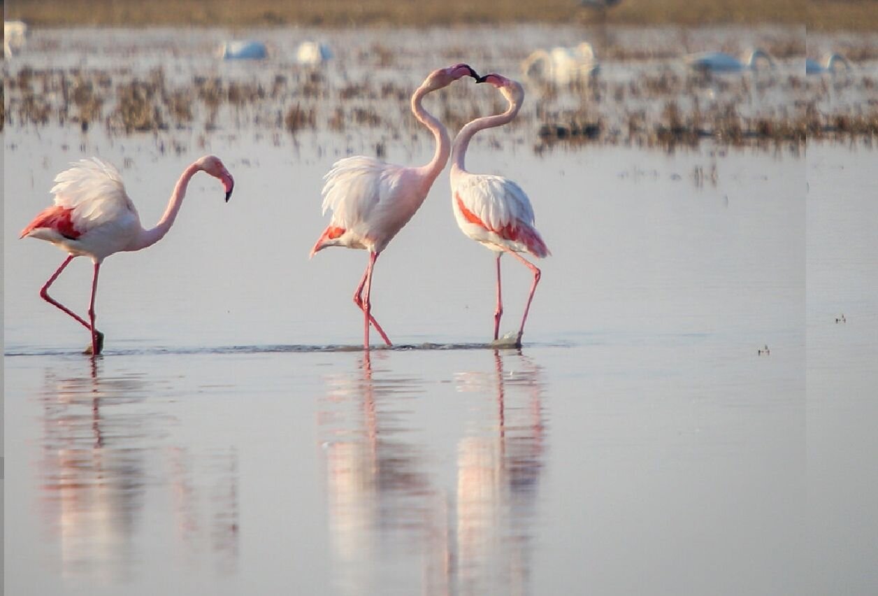 Mazandaran hosting wintering migratory birds