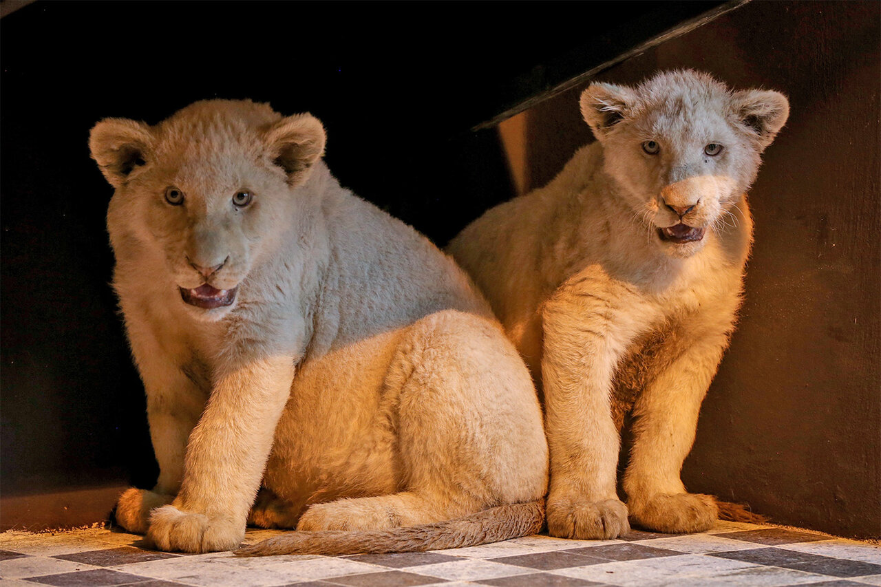 White lions at Tehran zoo