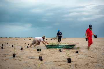 Planting Avicennia marina in Bushehr   