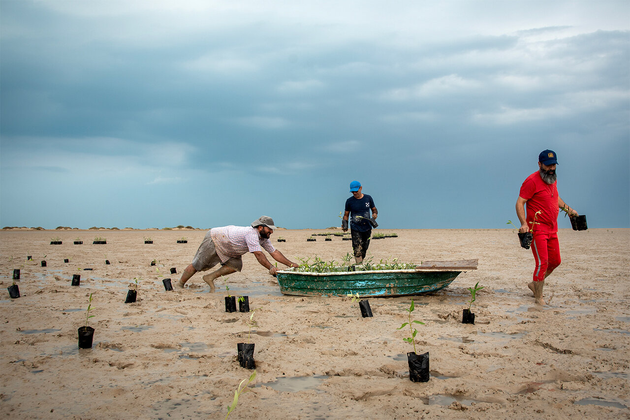 Planting Avicennia marina in Bushehr