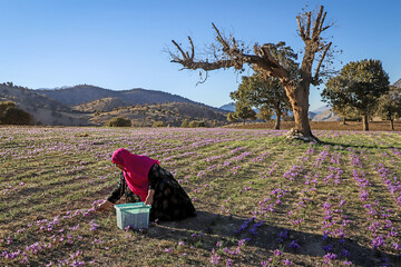 Saffron harvest in Khuzestan