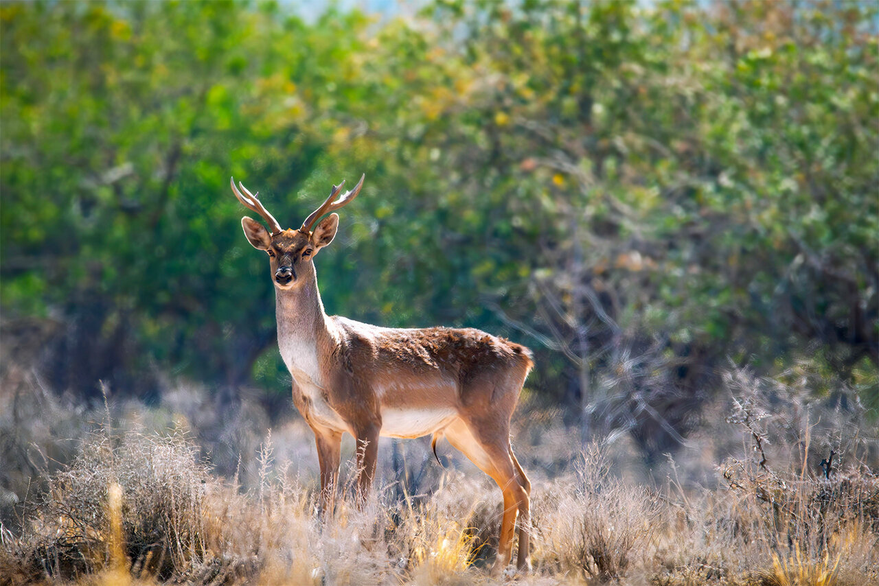 Persian yellow deer in Khuzestan