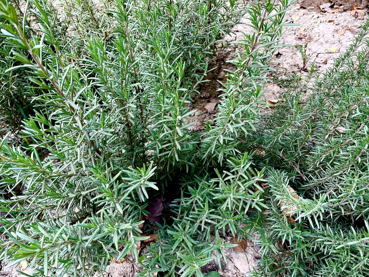 medicinal plants