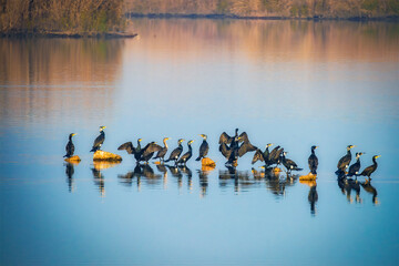 Migratory birds at Hour al-Azim wetland