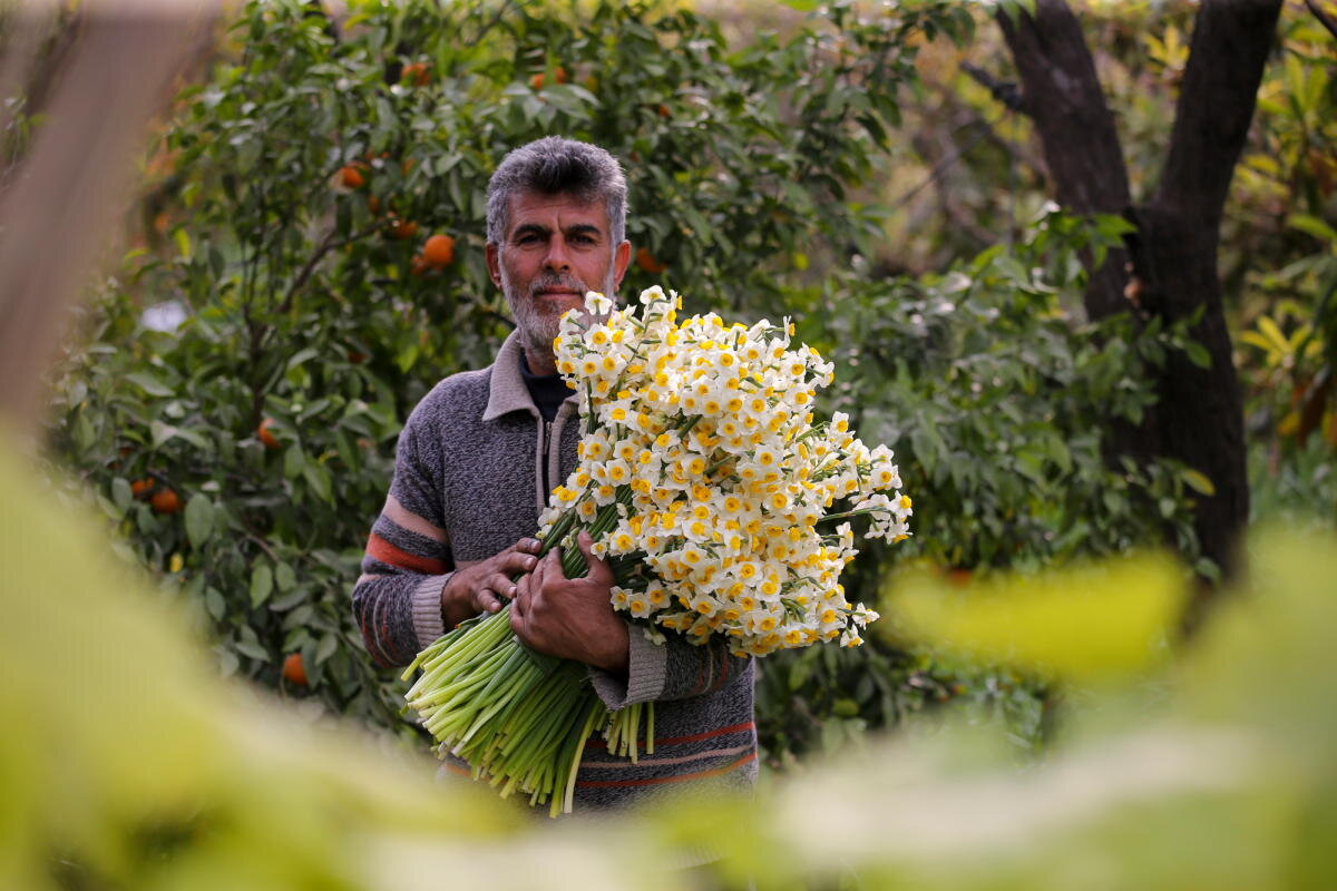 Local flavors and floral splendor: Khafr county gears up for daffodil festival