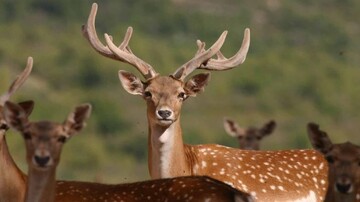 Yellow deer in southern protected area up by 30%