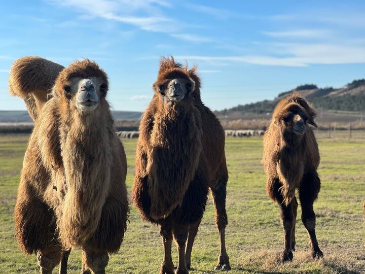 Safeguarding biodiversity: FAO, Iran successful in Bactrian Camels Conservation Project