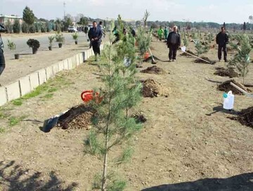 Twenty million seedlings planted in four weeks