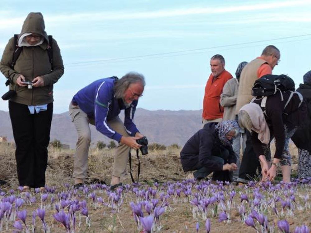 Saffron harvest: a unique agritourism experience