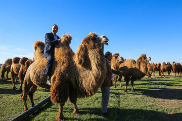 Bactrian Camels Conservation Project in northwestern Iran