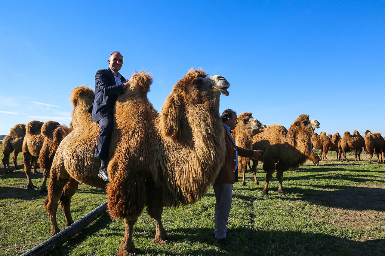 Bactrian Camels Conservation Project in northwestern Iran - Tehran Times