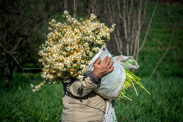 The daffodil season