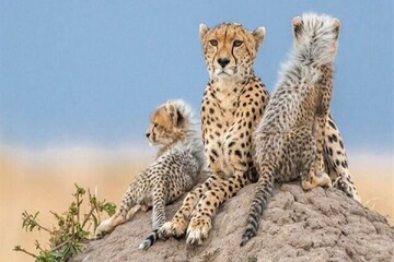 DOE plans to expand Persian cheetah habitat