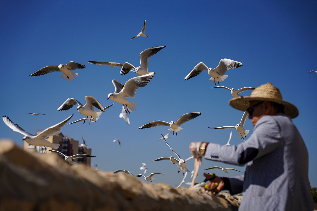 Gulls spending winter in Shiraz