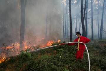 Wildfire contained in northern forests