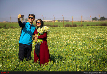 Behbahan blossoms: daffodil season opens doors to nature’s splendor and cultural charm