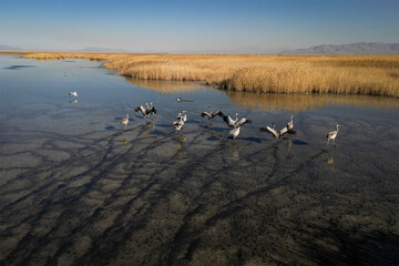 Mighan, a wetland for ecotourism, birdwatching