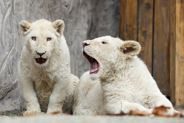 White lion cubs in Tehran zoo