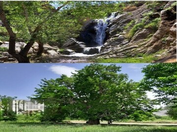 Waterfall, long-lived tree named national heritage in Hamedan