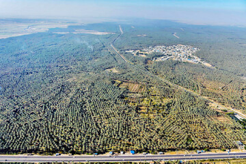 Biggest palm grove in southern Iran