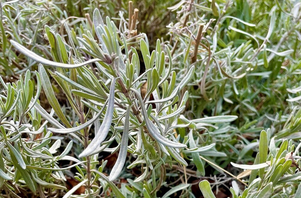 medicinal plants