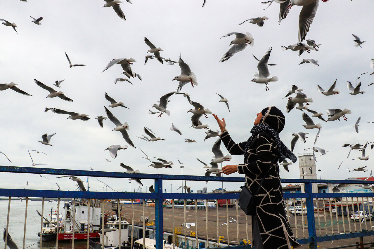 Gulls wintering at Anzali Wetland