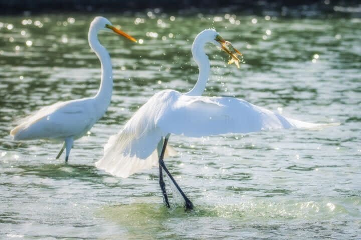 Baram Alwan registered as Iran’s 26th wetland on Ramsar Convention