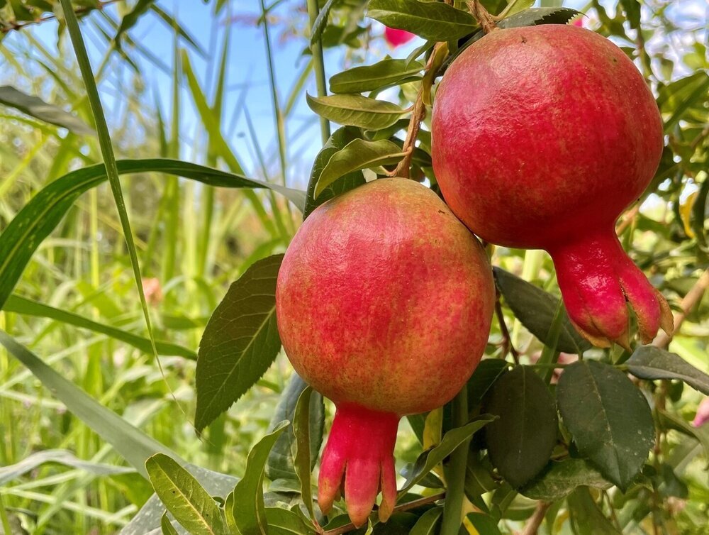 Pomegranate export
