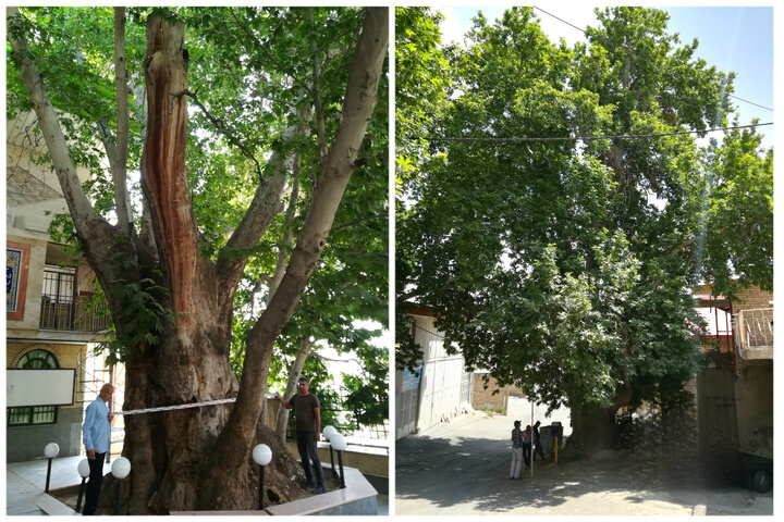 trees