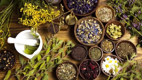 medicinal plants