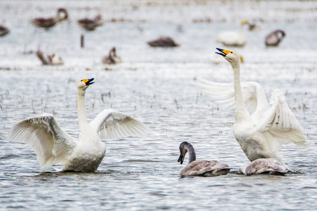 Migratory swans wintering in Sorkhrud