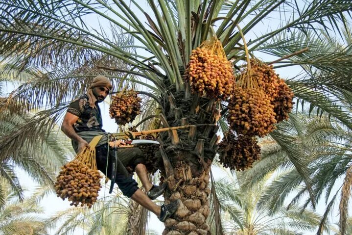 dates