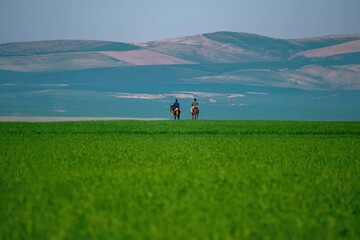 Lush green plains of Torkaman Sahra 