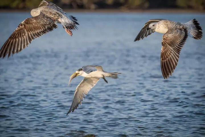 Iran hosts over 5% of world's migratory birds