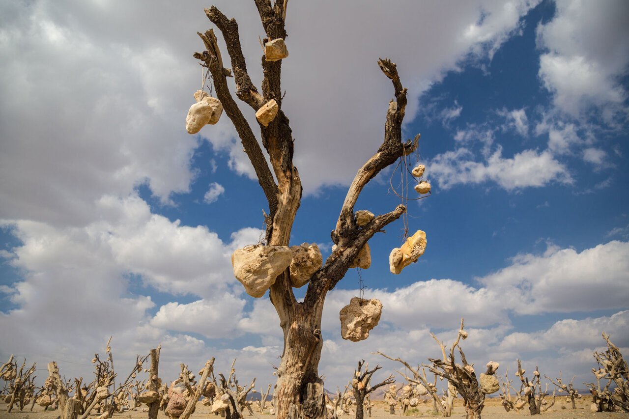 Discover mesmerizing tale behind stone-adorned trees!