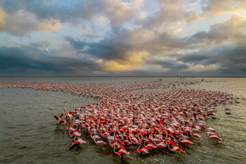 Flamingos flocking to Miankaleh