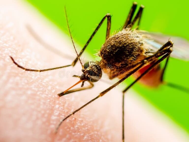 Iran aims to produce world’s first vaccine for leishmaniasis