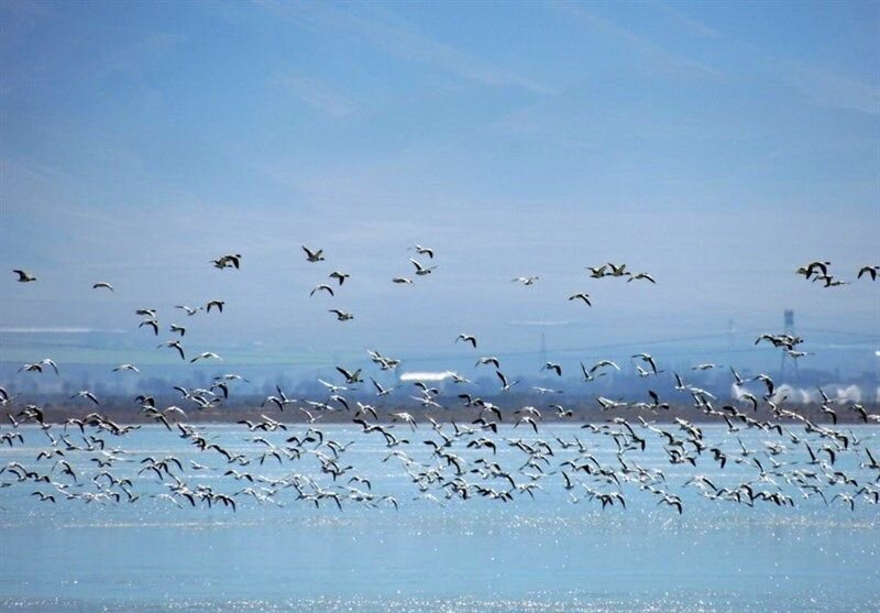 Intl. effort on wetlands conservation to continue: official