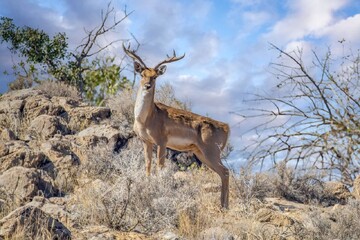 Let's save unique species from the brink of extinction