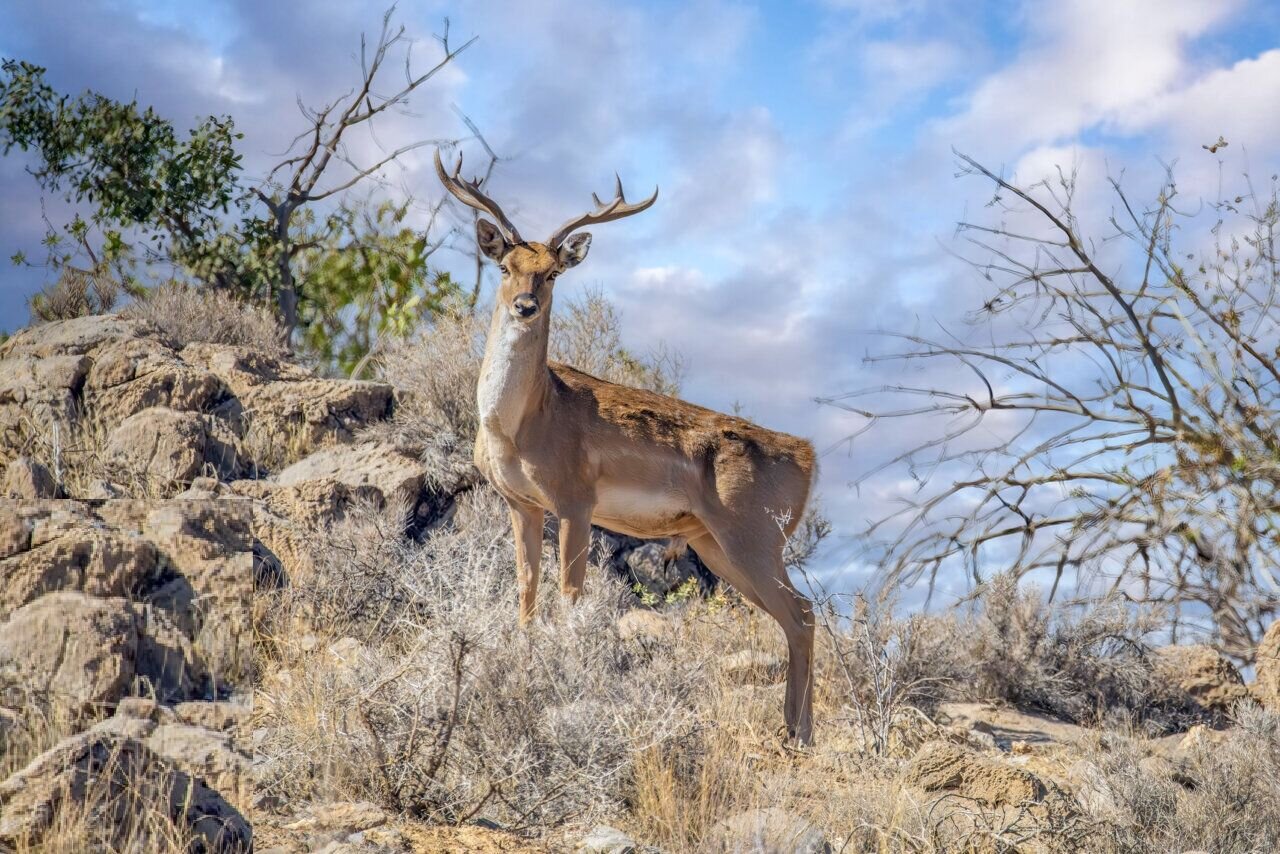 Let's save unique species from the brink of extinction