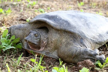 Euphrates turtle conservation on DOE’s agenda