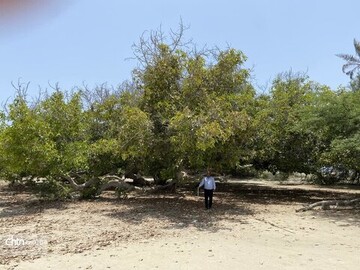 120-year-old fig tree, coastal gem join Iran’s national heritage list