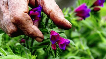 Agritourism in Mazandaran: fusing medicinal plant production with sustainable income