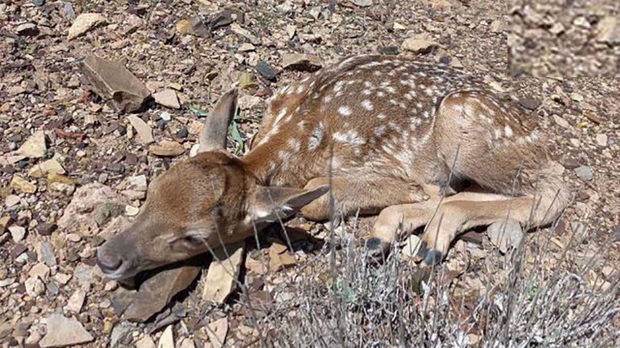 First Persian yellow deer born in Arsanjan in new year