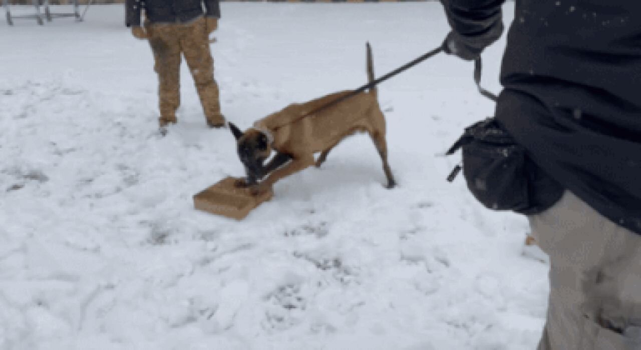 UNODC provides Iranian anti-narcotics police with drug-detecting dogs