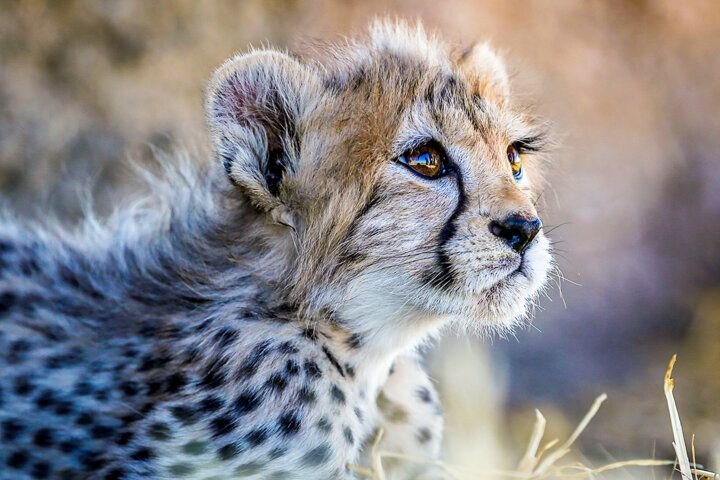 The importance of biodiversity conservation