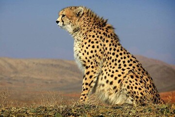16 cheetahs registered in Turan National Park