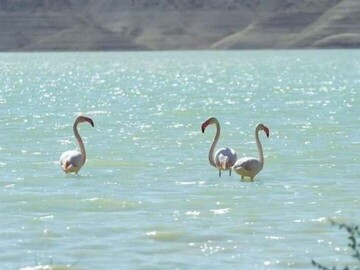 Migratory flamingoes land in North Khorasan reservoirs