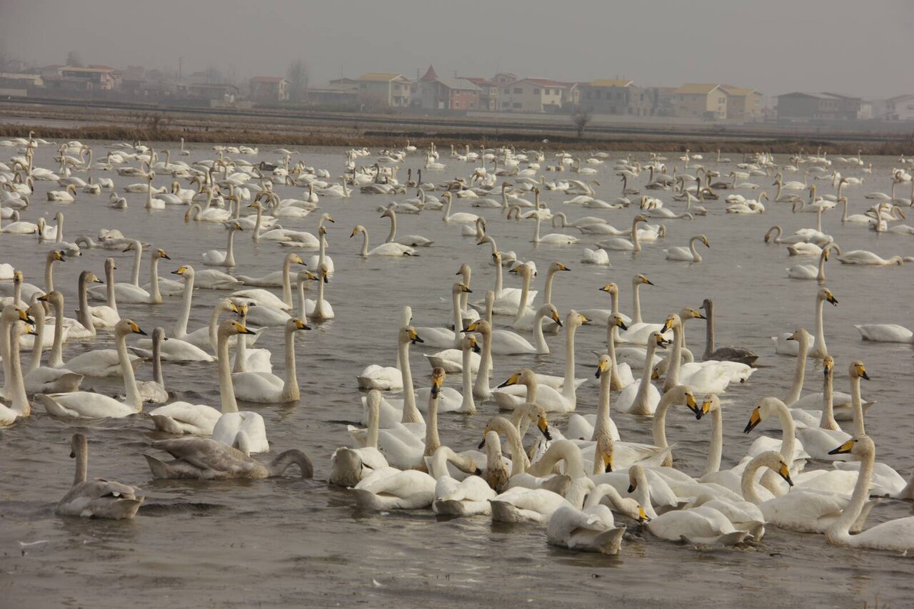 Discover spectacular birdlife in Fereydun-Kenar